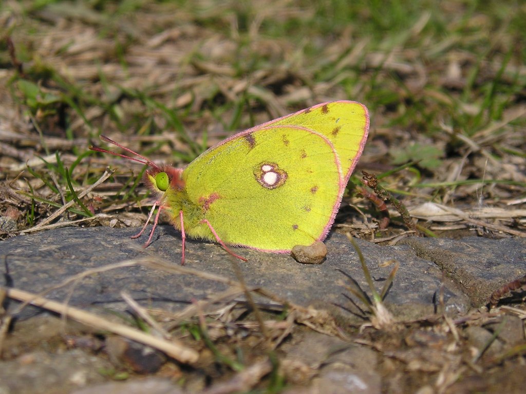 Butterflies of North Black-Sea Coast and Dobrudzha Area (Bulgaria)